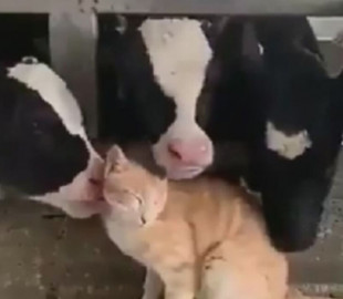 Сеть покорила видеоподборка дружбы котов с коровами
