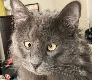 Косоглазый кот с необычной внешностью заработал 6 тысяч долларов