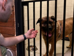 Історія пса Міші з метро: після скарг у соцмережах поліція перевірила умови утримання собаки