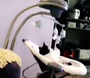 Забавные игры котенка попали на видео и рассмешили Сеть
