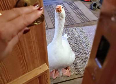 21549627779_gus2.jpg (15 KB)