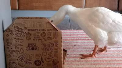 31549627785_gus3.jpg (14 KB)