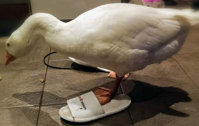 51549627704_gus6.jpg (13 KB)