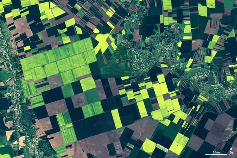 1Golden-Fields-in-Romania-Detail (1).webp (105 KB)