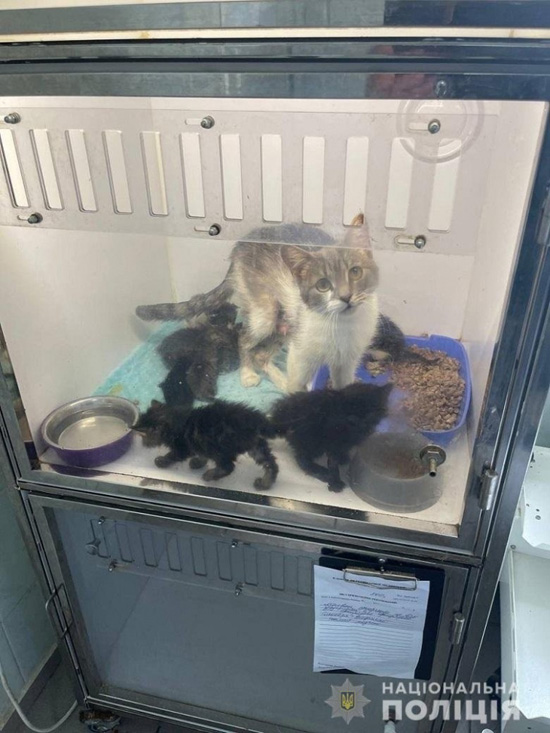 1db3d169-police-kyiv-rescue-cat-.jpg (138 KB)