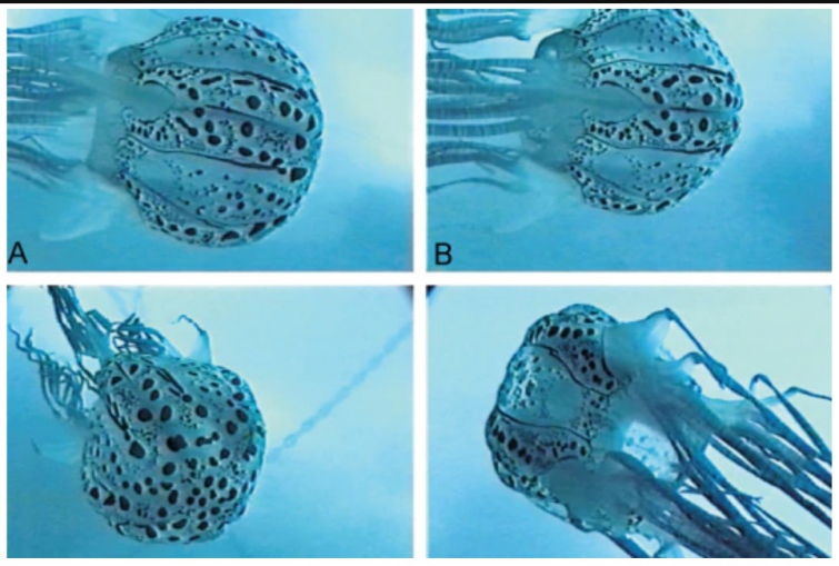 69698b8-34567890-.jpg (134 KB)