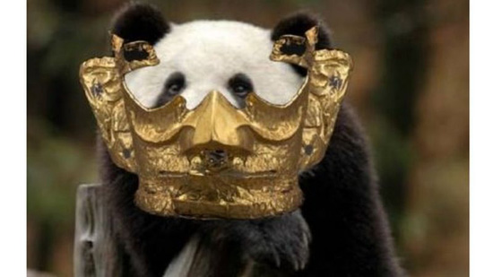 4_117671373_panda.jpg (59 KB)