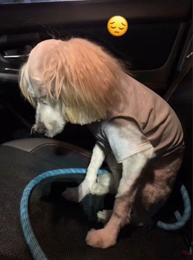 0thpchp270421slug304jpg.webp (36 KB)