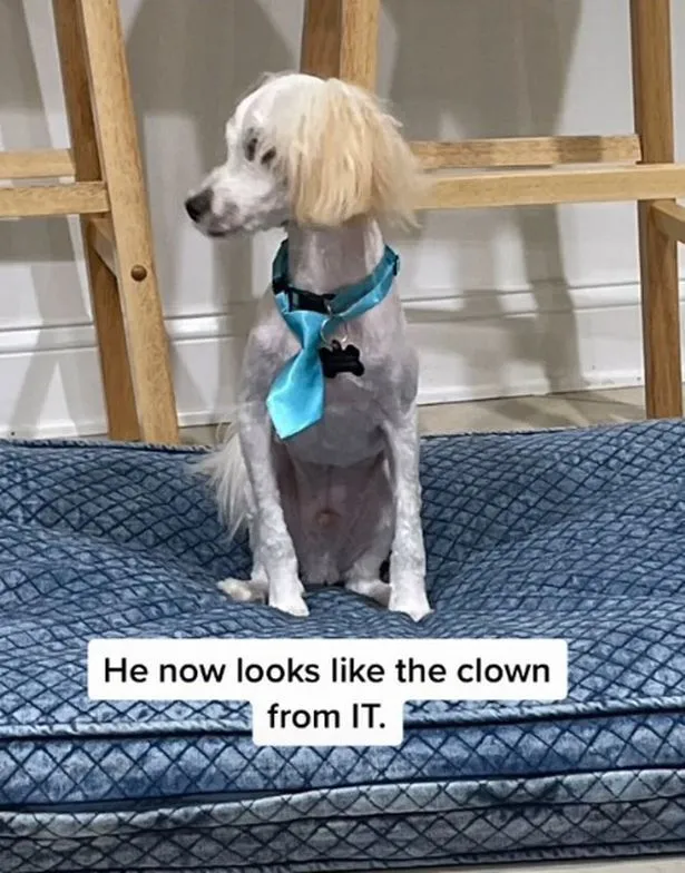 10thpchp270421slug305jpg.webp (63 KB)