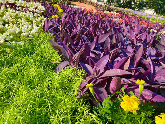 4u-kiyevi-stvorili-kompoziciju-z-19-tisjach-kvitiv-jaka-simvolizuye-ukrayinu-a7a1f6b.jpg (332 KB)