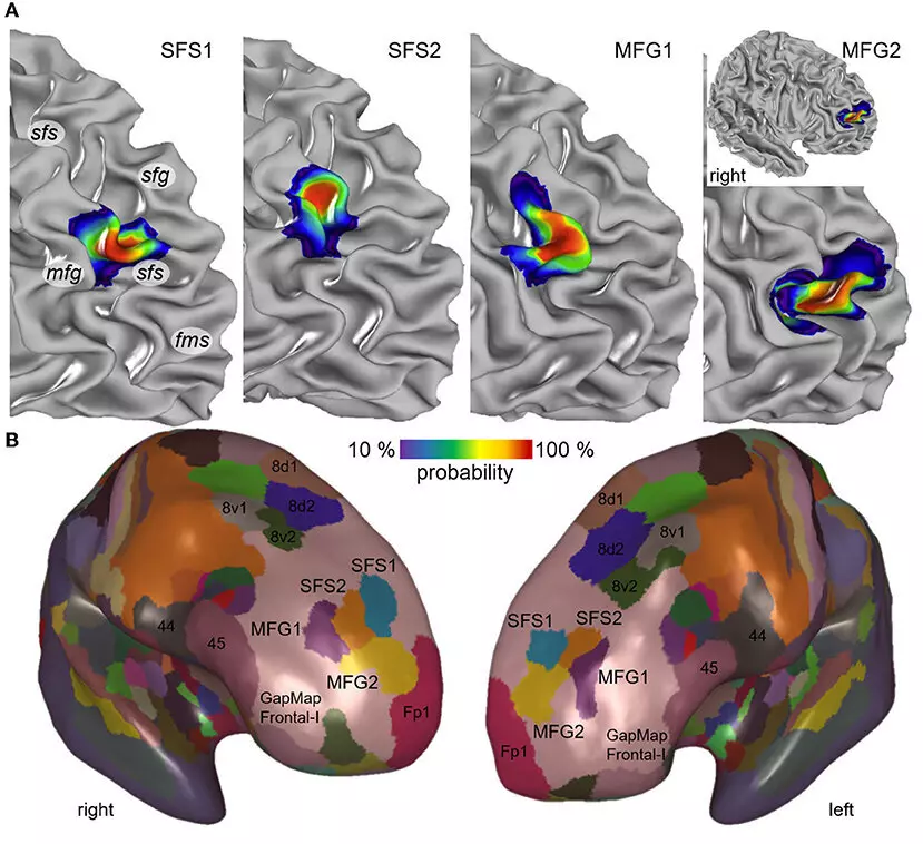 brain-1.webp (60 KB)