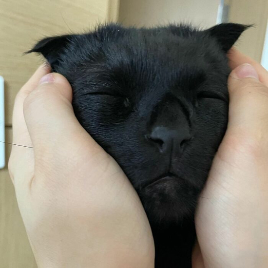 21630475211_671_Чёрная-кошка-МонЧи-стала-знаменитостью-Инстаграма-ФОТО.jpg (154 KB)