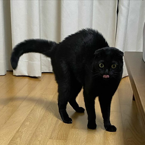 99981630475215_272_Чёрная-кошка-МонЧи-стала-знаменитостью-Инстаграма-ФОТО.jpg (188 KB)