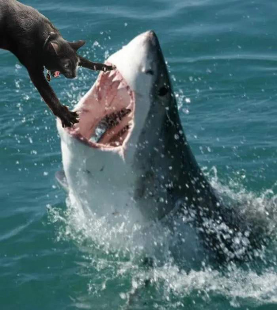 6image-6.jpg (161 KB)