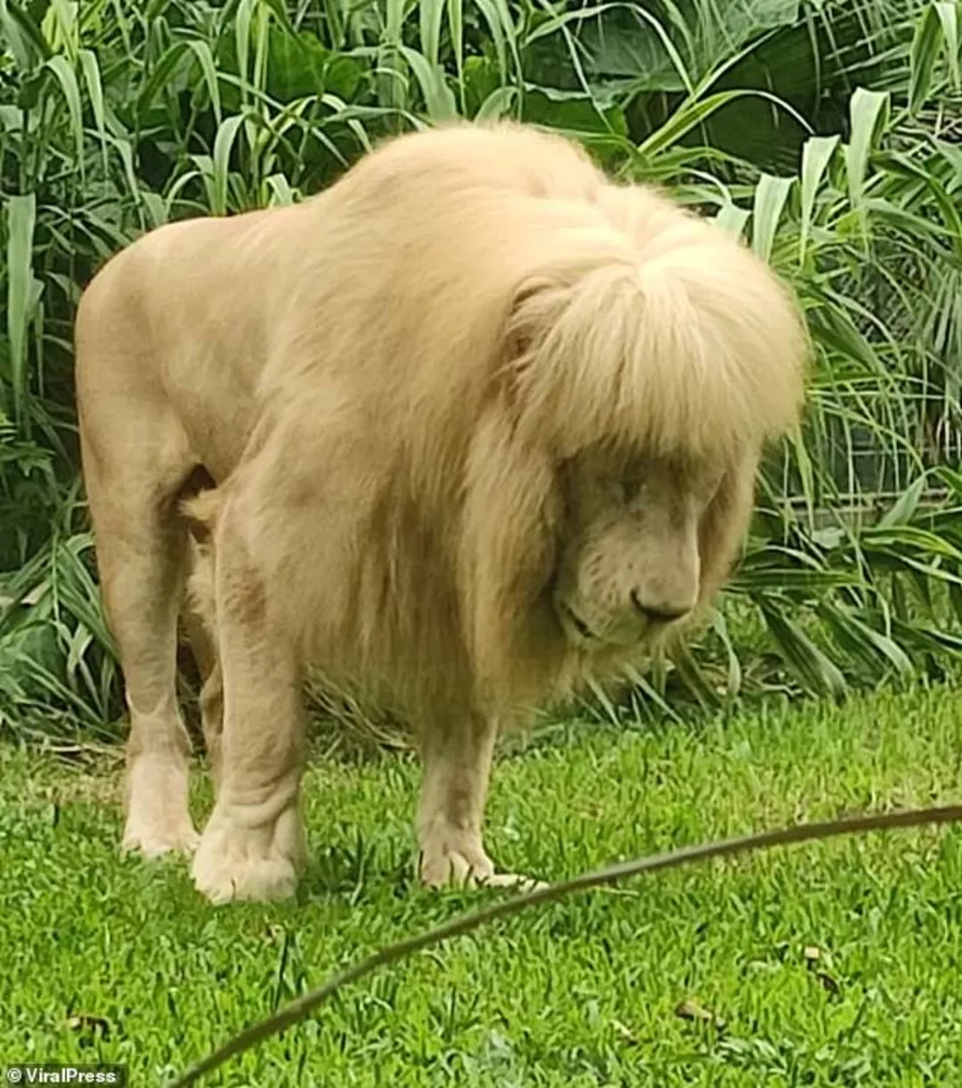 Лев в китайском зоопарке с прической